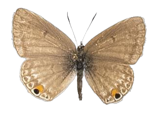 Anthene amarah — LYCAENIDAE/7 MINA AFRIKANSKA LYCAENIDER/Lycaenidae_DTR1195.jpg
