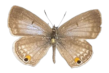 Anthene amarah — LYCAENIDAE/7 MINA AFRIKANSKA LYCAENIDER/Lycaenidae_DTR1195.jpg