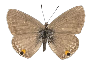 Anthene amarah — LYCAENIDAE/7 MINA AFRIKANSKA LYCAENIDER/Lycaenidae_DTR1195.jpg