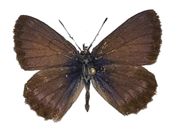 Cyclyrius webbianus — LYCAENIDAE/7 MINA AFRIKANSKA LYCAENIDER/Lycaenidae_DTR1196.jpg