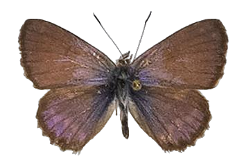 Cyclyrius webbianus — LYCAENIDAE/7 MINA AFRIKANSKA LYCAENIDER/Lycaenidae_DTR1196.jpg