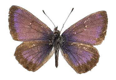 Cyclyrius webbianus — LYCAENIDAE/7 MINA AFRIKANSKA LYCAENIDER/Lycaenidae_DTR1196.jpg