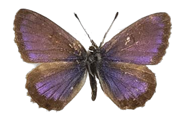 Cyclyrius webbianus — LYCAENIDAE/7 MINA AFRIKANSKA LYCAENIDER/Lycaenidae_DTR1196.jpg