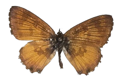 Uranothauma falkensteini — LYCAENIDAE/7 MINA AFRIKANSKA LYCAENIDER/Lycaenidae_DTR1197.jpg