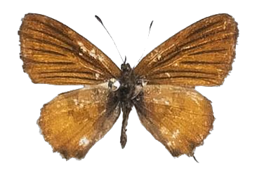 Uranothauma falkensteini — LYCAENIDAE/7 MINA AFRIKANSKA LYCAENIDER/Lycaenidae_DTR1197.jpg