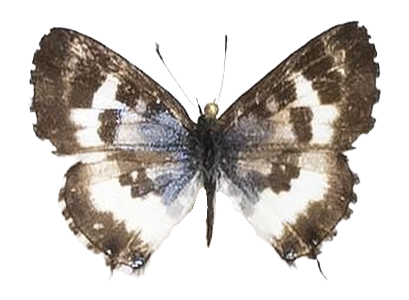 Uranothauma falkensteini — LYCAENIDAE/7 MINA AFRIKANSKA LYCAENIDER/Lycaenidae_DTR1197.jpg