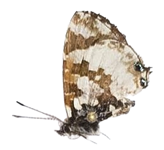Uranothauma falkensteini — LYCAENIDAE/7 MINA AFRIKANSKA LYCAENIDER/Lycaenidae_DTR1197.jpg