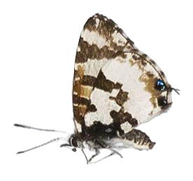 Uranothauma falkensteini — LYCAENIDAE/7 MINA AFRIKANSKA LYCAENIDER/Lycaenidae_DTR1197.jpg