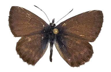 Cyclyrius webbianus — LYCAENIDAE/7 MINA AFRIKANSKA LYCAENIDER/Lycaenidae_DTR1196.jpg