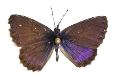 Cyclyrius webbianus — LYCAENIDAE/7 MINA AFRIKANSKA LYCAENIDER/Lycaenidae_DTR1196.jpg