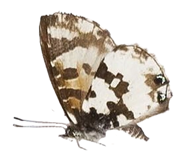 Uranothauma falkensteini — LYCAENIDAE/7 MINA AFRIKANSKA LYCAENIDER/Lycaenidae_DTR1197.jpg