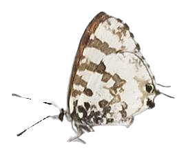 Uranothauma falkensteini — LYCAENIDAE/7 MINA AFRIKANSKA LYCAENIDER/Lycaenidae_DTR1197.jpg