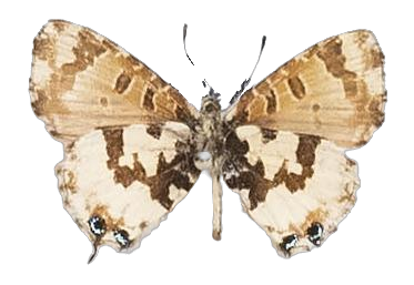 Uranothauma falkensteini — LYCAENIDAE/7 MINA AFRIKANSKA LYCAENIDER/Lycaenidae_DTR1197.jpg