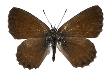 Cyclyrius webbianus — LYCAENIDAE/7 MINA AFRIKANSKA LYCAENIDER/Lycaenidae_DTR1196.jpg