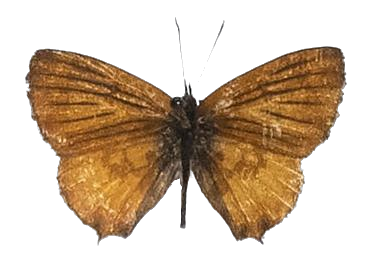 Uranothauma falkensteini — LYCAENIDAE/7 MINA AFRIKANSKA LYCAENIDER/Lycaenidae_DTR1197.jpg