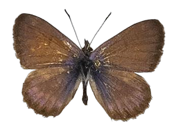 Cyclyrius webbianus — LYCAENIDAE/7 MINA AFRIKANSKA LYCAENIDER/Lycaenidae_DTR1196.jpg