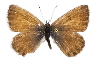 Cyclyrius webbianus — LYCAENIDAE/7 MINA AFRIKANSKA LYCAENIDER/Lycaenidae_DTR1196.jpg