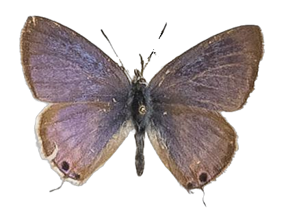 Lampides boeticus — LYCAENIDAE/7 MINA AFRIKANSKA LYCAENIDER/Lycaenidae_DTR1197.jpg