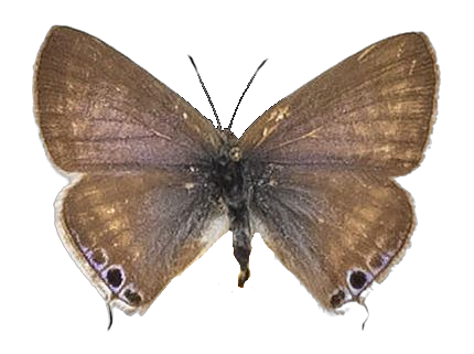 Lampides boeticus — LYCAENIDAE/7 MINA AFRIKANSKA LYCAENIDER/Lycaenidae_DTR1197.jpg