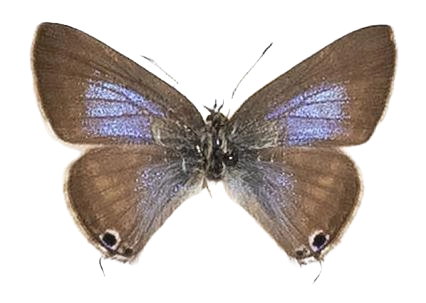 Lampides boeticus — LYCAENIDAE/7 MINA AFRIKANSKA LYCAENIDER/Lycaenidae_DTR1197.jpg