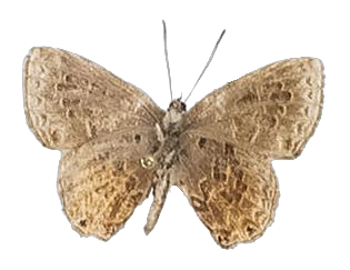Cupidesthes michelae — LYCAENIDAE/7 MINA AFRIKANSKA LYCAENIDER/Lycaenidae_DTR1197.jpg