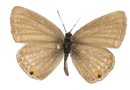 Euchrysops malathana — LYCAENIDAE/7 MINA AFRIKANSKA LYCAENIDER/Lycaenidae_DTR1198.jpg