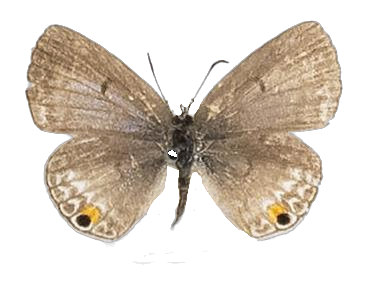 Euchrysops malathana — LYCAENIDAE/7 MINA AFRIKANSKA LYCAENIDER/Lycaenidae_DTR1198.jpg