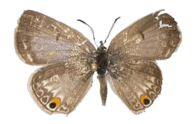Euchrysops malathana — LYCAENIDAE/7 MINA AFRIKANSKA LYCAENIDER/Lycaenidae_DTR1198.jpg