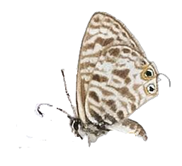 Leptotes pirithous pirithous — LYCAENIDAE/7 MINA AFRIKANSKA LYCAENIDER/Lycaenidae_DTR1196.jpg