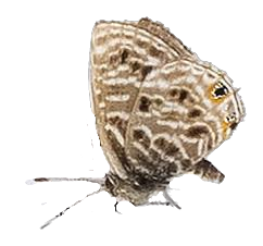 Leptotes pirithous pirithous — LYCAENIDAE/7 MINA AFRIKANSKA LYCAENIDER/Lycaenidae_DTR1196.jpg