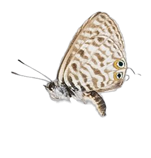 Leptotes pirithous pirithous — LYCAENIDAE/7 MINA AFRIKANSKA LYCAENIDER/Lycaenidae_DTR1196.jpg