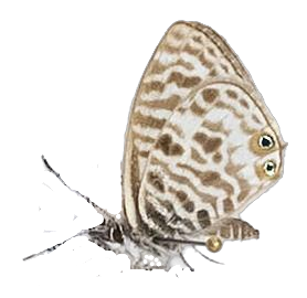 Leptotes pirithous pirithous — LYCAENIDAE/7 MINA AFRIKANSKA LYCAENIDER/Lycaenidae_DTR1196.jpg