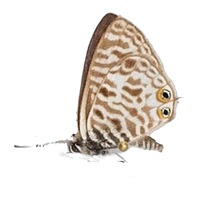 Leptotes pirithous pirithous — LYCAENIDAE/7 MINA AFRIKANSKA LYCAENIDER/Lycaenidae_DTR1196.jpg
