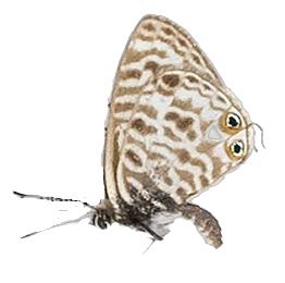 Leptotes pirithous pirithous — LYCAENIDAE/7 MINA AFRIKANSKA LYCAENIDER/Lycaenidae_DTR1196.jpg