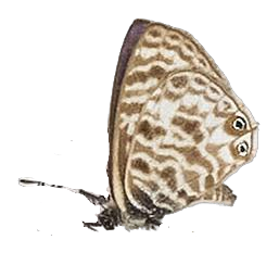 Leptotes pirithous pirithous — LYCAENIDAE/7 MINA AFRIKANSKA LYCAENIDER/Lycaenidae_DTR1196.jpg