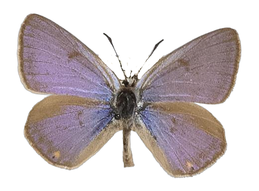 Lepidochrysops praeterita — LYCAENIDAE/7 MINA AFRIKANSKA LYCAENIDER/Lycaenidae_DTR1198.jpg