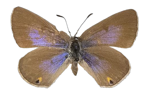 Lepidochrysops praeterita — LYCAENIDAE/7 MINA AFRIKANSKA LYCAENIDER/Lycaenidae_DTR1198.jpg