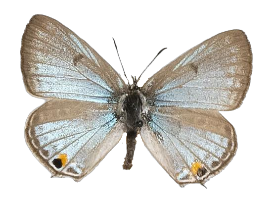 Lepidochrysops rossouwi — LYCAENIDAE/7 MINA AFRIKANSKA LYCAENIDER/Lycaenidae_DTR1198.jpg