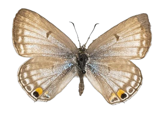 Lepidochrysops rossouwi — LYCAENIDAE/7 MINA AFRIKANSKA LYCAENIDER/Lycaenidae_DTR1198.jpg
