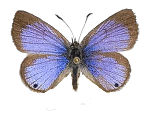 Harpendyreus noquasa — LYCAENIDAE/7 MINA AFRIKANSKA LYCAENIDER/Lycaenidae_DTR1196.jpg