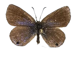 Harpendyreus noquasa — LYCAENIDAE/7 MINA AFRIKANSKA LYCAENIDER/Lycaenidae_DTR1196.jpg
