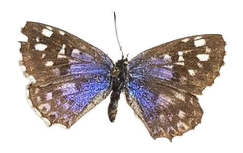 Tarucus thespis — LYCAENIDAE/7 MINA AFRIKANSKA LYCAENIDER/Lycaenidae_DTR1199.jpg