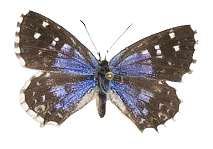 Tarucus thespis — LYCAENIDAE/7 MINA AFRIKANSKA LYCAENIDER/Lycaenidae_DTR1199.jpg