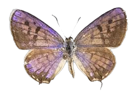 Tarucus balkanica balcanicus — LYCAENIDAE/7 MINA AFRIKANSKA LYCAENIDER/Lycaenidae_DTR1199.jpg