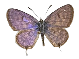 Tarucus balkanica balcanicus — LYCAENIDAE/7 MINA AFRIKANSKA LYCAENIDER/Lycaenidae_DTR1199.jpg