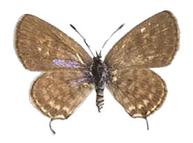 Tarucus balkanica balcanicus — LYCAENIDAE/7 MINA AFRIKANSKA LYCAENIDER/Lycaenidae_DTR1199.jpg