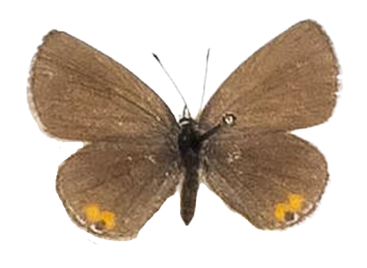 Eicochrysops messapus mahallakoaena — LYCAENIDAE/7 MINA AFRIKANSKA LYCAENIDER/Lycaenidae_DTR1199.jpg