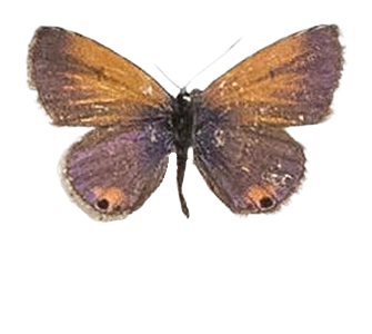 Eicochrysops messapus mahallakoaena — LYCAENIDAE/7 MINA AFRIKANSKA LYCAENIDER/Lycaenidae_DTR1199.jpg