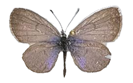 Zizula hylax — LYCAENIDAE/7 MINA AFRIKANSKA LYCAENIDER/Oboroniina_DTR1200.jpg