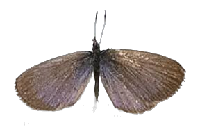 Zizula hylax — LYCAENIDAE/7 MINA AFRIKANSKA LYCAENIDER/Oboroniina_DTR1200.jpg